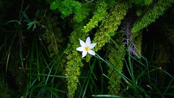 <i>Zephyranthes candida</i>